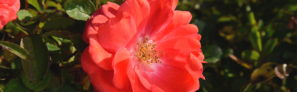 coral drift knockout rose bush perfect plants nursery colorful flowering shrub groundcover miniature