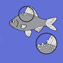 Ich white spot fish diseasse