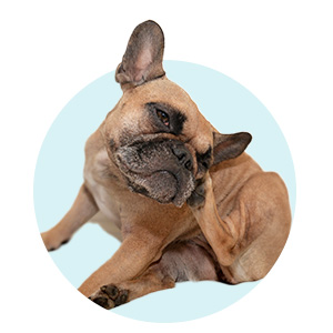 Oxyfresh Ear Cleaner helps with itchy ears