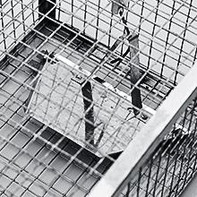 rat_trap