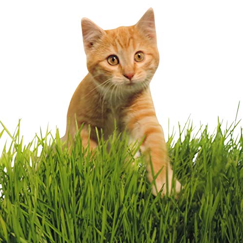 Thunder Acres Wheat Seed, Glysophate Free, Non GMO, Wheatgrass, Hard Red Winter Wheat Berries (10 lbs.)