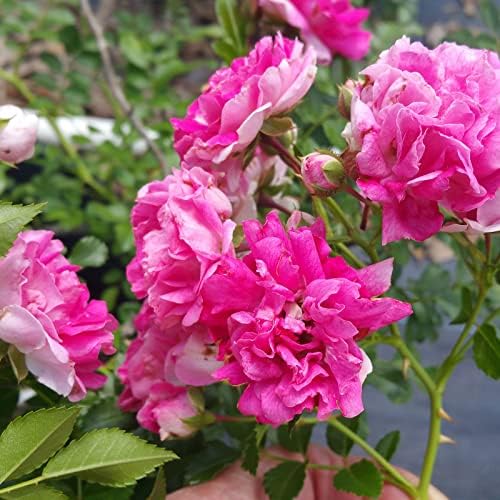 Seven Sisters Climbing Rambler Rose - Antique Heirloom Rosa Hybrid - Live Plant - Fragrant Spring Bloom - Double Pink Flower - Emerald Goddess