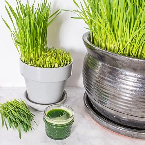 Todd's Seeds Hard Red Wheatgrass Seeds, 5 lb Bulk – Non-GMO | Hard Red Winter Wheat variety. Bulk 5 lb supply. High germination rate. Grow in soil or hydroponics. USA packed.