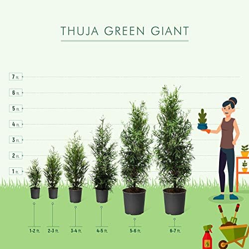 Brighter Blooms - Thuja Green Giant Arborvitae, 3-4 ft. - No Shipping to AK, AZ, HI, OR