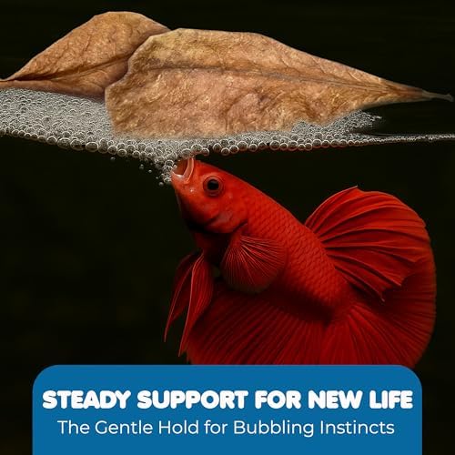 SunGrow 50 pcs Catappa Indian Almond Leaves – 2” Water Conditioner for Betta Fish Tank, Aquarium Leaf for Fish Breeding, Shrimp, Goldfish