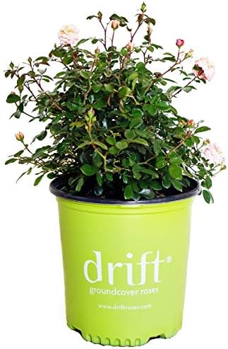Drift Roses - Rosa Peach Drift (Rose) Rose, double peach flowers, #2 - Size Container