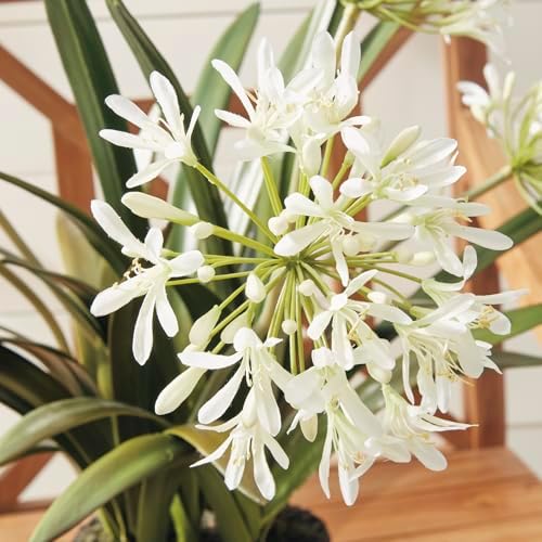 Napa Home & Garden Conservatory Agapanthus Drop in Plant 29 Inch White