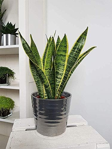 American Plant Exchange Snake Plant – Medium 6-Inch Pot Yellow Sansevieria Trifasciata, Drought-Tolerant, Air-Purifying Live Houseplant for Home