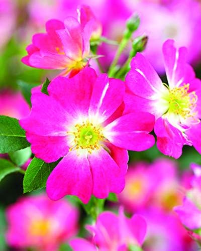 Drift Roses - Rosa Peach Drift (Rose) Rose, double peach flowers, #2 - Size Container