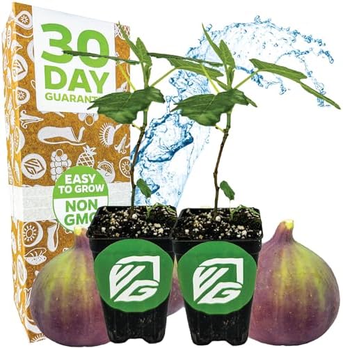 Olympian Fig Tree Live Plant - Ficus carica by Wellspring Gardens - Starter Plant Ideal for Gardens & Containers - Great for Indoor Houseplants, Outdoor Landscaping & Garden Planting