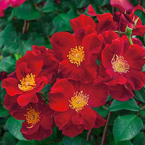 Heirloom Shrub Roses, Live Own Root Plant, Top Gun