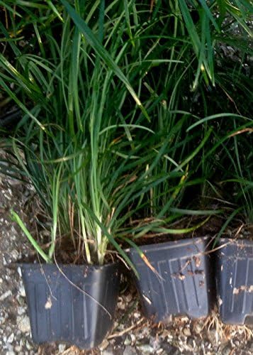 Mondo Grass 18 Pack - Evergreen Groundcover - Full Sun to Part Sun Live Outdoor Plant Loropetalum Grass Plugs