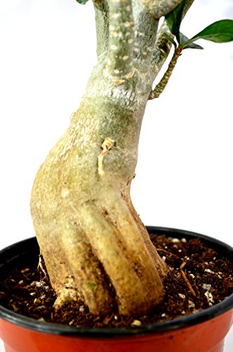 9GreenBox - Miss Beauty Desert Rose - Ship Bare Root