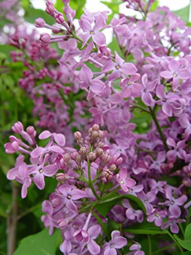 Proven Winners - Syringa x Bloomerang Dark Purple (Reblooming Lilac) Shrub, dark purple flowers, #3 - Size Container