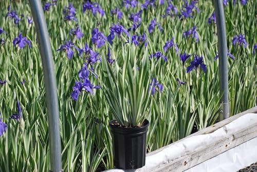 Iris e. 'Variegata' (Variegated Japanese) Perennial, Size-#1 Container, Rich Blue-Violet Flowers