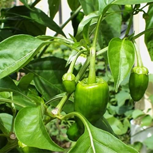 Pimientos DE Padron-100 Seeds (Padron Pepper)- Hot/Sweet/Mild,Spanish Heirloom !