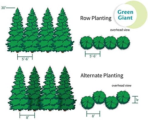Brighter Blooms - Thuja Green Giant Arborvitae, 3-4 ft. - No Shipping to AK, AZ, HI, OR