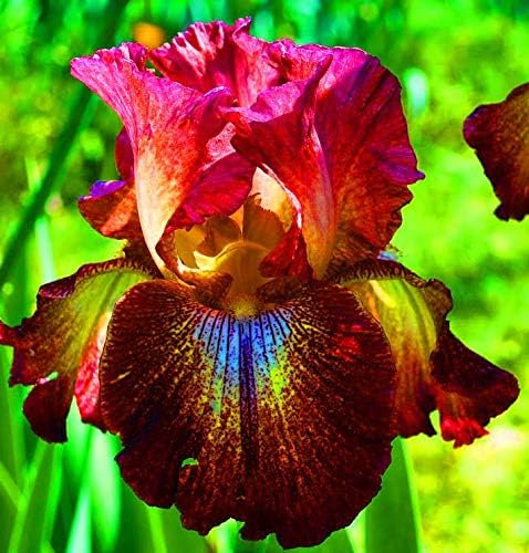 Paprika Foko's Bearded Iris, Red Flowering Plant, Root Start, Rhizome, Bulb, Simply Beautiful Flowering Perennial