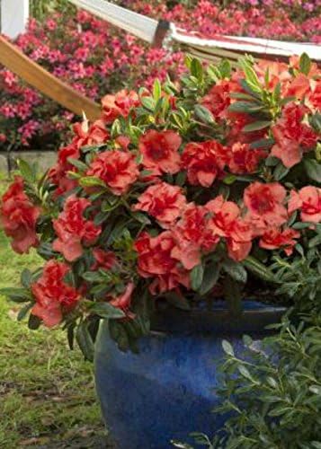 Encore Azalea Autumn Embers (1 Gallon) Red - Orange Flowering Shrub - Full Sun Live Outdoor Plant