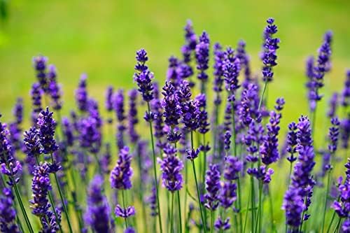 25 Slightly Assorted Flower Seeds! – Great for Bees, Birds