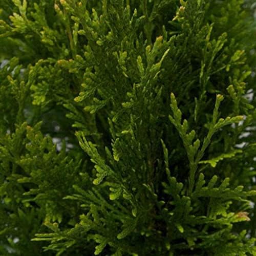 Green Giant Arborvitae (2.5 Quart) Fast-Growing Evergreen Thuja Tree with Green Foliage - Full to Partial Sun Live Outdoor Plant