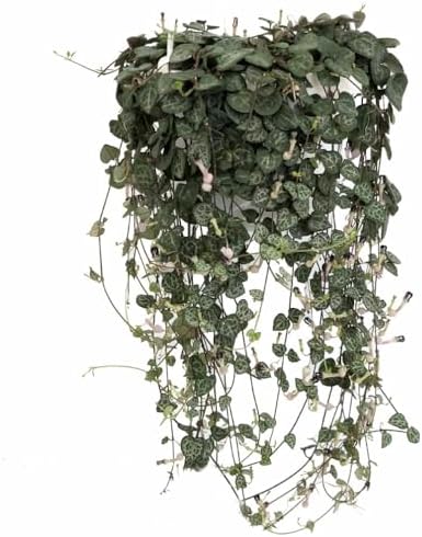 String of Hearts - Hearts Entangled -Ceropegia woodii-2.5" Pot-Collector' Series