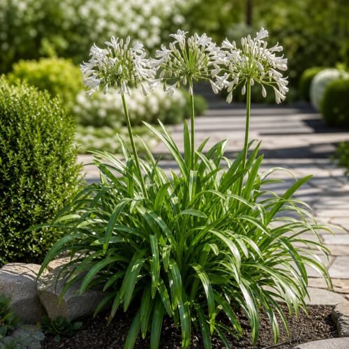 Agapanthus Africanus Getty White | 60 Live Plants | Evergreen Perennial, Summer Blooms, Long-Lasting Flowers, Low Maintenance, Container Friendly, Dramatic Foliage, Pollinator Friendly