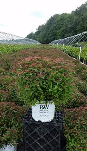 Proven Winners - Spiraea jap. Double Play Gold (Spirea) Shrub, , #3 - Size Container