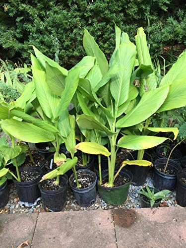 White Turmeric- Zedoary /Thai White Kha-Mint Live Plant