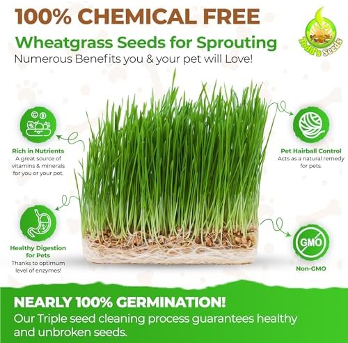 Todd's Seeds Hard Red Wheatgrass Seeds, 5 lb Bulk – Non-GMO | Hard Red Winter Wheat variety. Bulk 5 lb supply. High germination rate. Grow in soil or hydroponics. USA packed.