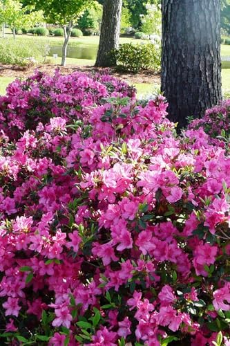 Encore Azalea Autumn Sangria (1 Gallon) Pink Flowering Shrub - Full Sun Live Outdoor Plant
