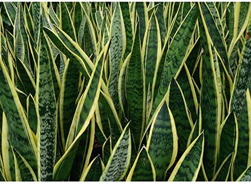 American Plant Exchange Snake Plant – Medium 6-Inch Pot Yellow Sansevieria Trifasciata, Drought-Tolerant, Air-Purifying Live Houseplant for Home