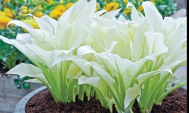 Great Deal - Ultimate Hosta Garden Collection 6-Pack of Bare Roots Hardy Mixed Heart-Shaped Hosta Rich Green Foliage, Low Maintenance
