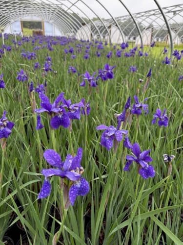 Iris s. 'Caesar's Brother' (Siberian) Perennial, Size-#1 Container, Deep Blue-Violet Flowers