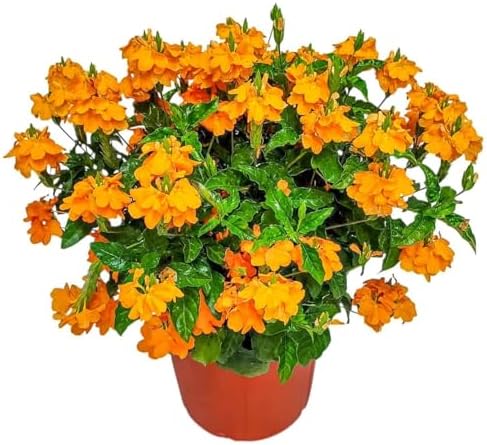 Crossandra Flower Plant Live - Orange Marmalade - 3 Gallon Pot - Overall Height 22" to 26" - Tropical Plants of Florida (Plant in Growers Planter)