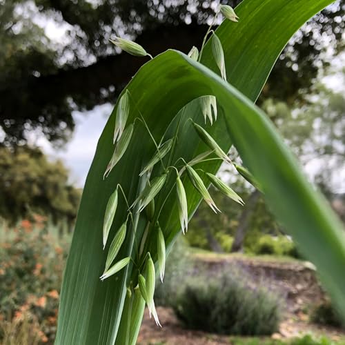 All Good Things Organic Hard Red Spring Wheat Seeds for Planting: 200 Count | Classic Bread-Baking Wheat, High-Protein Hard Red Kernels, Homestead Grain Plot Staple, Doubles as Cover Crop, Non-GMO