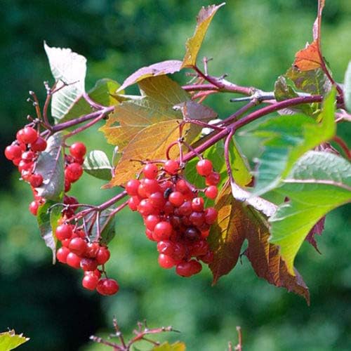 American Cranberry Bush Seeds (Viburnum trilobum) – 25+ Heirloom Seeds per Packet by Isla’s Garden Seeds, Hardy Shrub with Red Berries