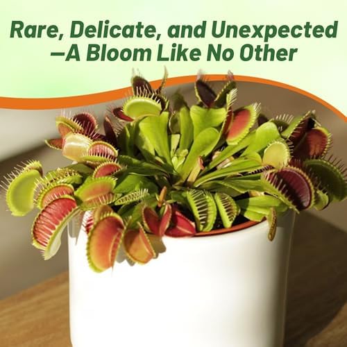 Outsidepride Venus Flytrap Seeds - 20 Pcs Perennial, Unique & Carnivorous, Indoor Plant Seeds for House Plants, Easy to Grow & Low Maintenance