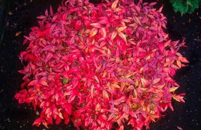 Brighter Blooms - Fire Power Nandina Shrub, 1 Gallon - No Shipping to AK, AZ, HI, OR