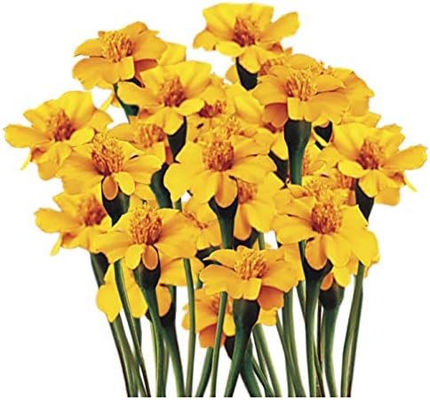 Park Seed Whopper Mix Marigold Flower Seeds – Giant 4-Inch Double Blooms in Yellow, Gold & Orange, Compact and Weather-Resistant Plants, Easy to Grow for Beds or Containers – Pack of 25
