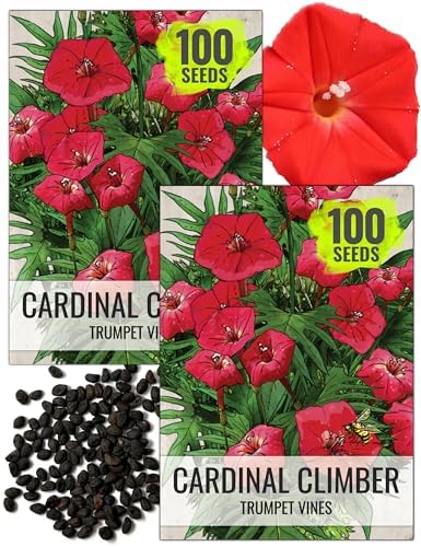 Seed Needs Cardinal Climber Seeds to Plant Red Flowering Vines 2 Packs