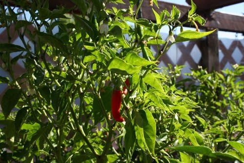 Clovers Garden Cayenne Long Slim Pepper Plants- Two (2) Live Plants – Non-GMO - Not Seeds – Each 4"-8" Tall in 4 Inch Pots - Medium Heat