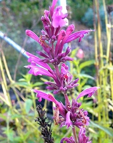 Agastache mexicana ‘Sangria’ “Mexican Giant Hyssop” commonly called Toronjil (25, seeds)