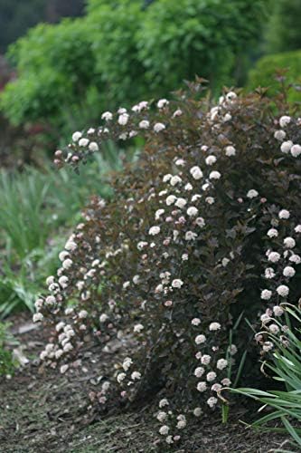 Proven Winners - Physocarpus op. Summer Wine (Ninebark) Shrub, red foliage, #2 - Size Container