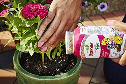 Osmocote Smart-Release Plant Food Plus Outdoor & Indoor, Plant Fertilizer, 1 lb. (12-Pack)
