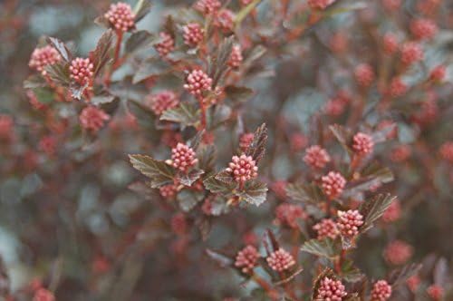 Proven Winners - Physocarpus op. Summer Wine (Ninebark) Shrub, red foliage, #2 - Size Container