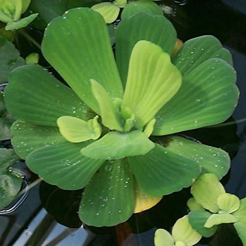 3 Water Lettuces and 3 Water Hyacinths Bundle - Floating Live Pond Plants for Water Gardens