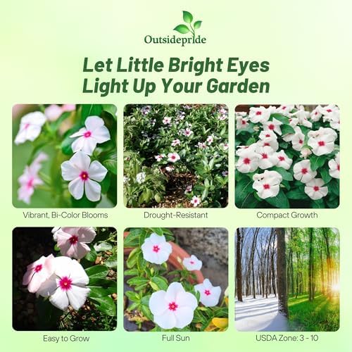 Outsidepride Bright Eyes Periwinkle Seeds for Planting – 4000 Pcs Annual, Fast-Blooming, Heat & Drought Tolerant Vinca Flower Seeds with Vibrant Colors Ideal for Gardens, Beds, Borders & Containers