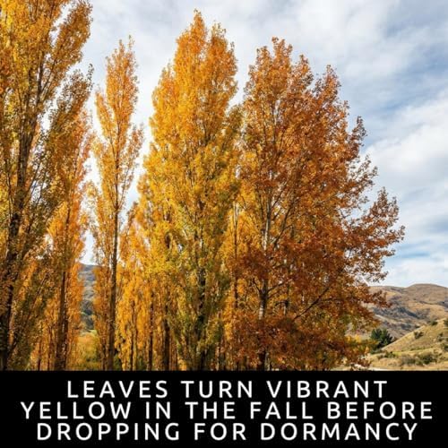 10 Hybrid Poplar Tree Cuttings