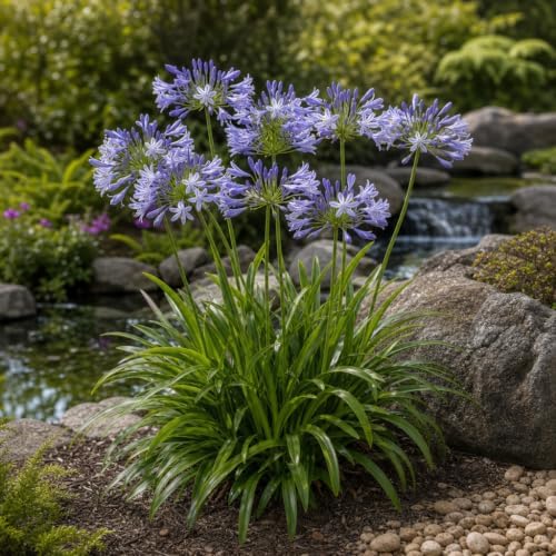 Blue Agapanthus Africanus Lily of the Nile | 30 Live Plants | Easy Care, Perennial Blooms, Attracts Pollinators, Drought Tolerant, Garden Borders, Ornamental Foliage, Summer Flowers